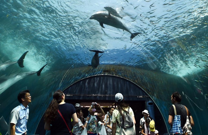 National aquarium will move dolphins to protected habitat by 2020